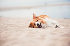 Hund ruller på stranden