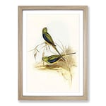 Big Box Art Blue-Banded Grass-Parakeets by Elizabeth Gould Framed Wall Art Picture Print Ready to Hang, Oak A2 (62 x 45 cm)