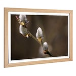 Big Box Art Framed Print of Pussy Willow Tree Design | Wall Art Picture | Home Decor for Kitchen, Living, Dining Room, Lounge, Bedroom, Hallway, Office, Oak, A2 / 24.5x18 Inch / 62x45cm