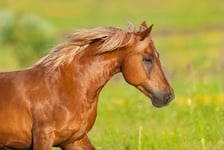 Beautiful red horse with long mane close up portrait in motion at summer day