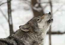 Timber Wolf also known as a Gray or Grey Wolf howling in the snow