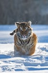 Siberian Tiger in the snow Panthera tigris altaica