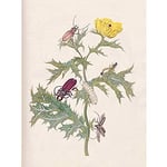 Artery8 Merian Metamorphosis Beetle Insect Plant Flower Unframed Wall Art Print Poster Home Decor Premium