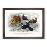 Big Box Art Wild Turkey & Curassow Birds by Oliver Goldsmith Framed Wall Art Picture Print Ready to Hang, Walnut A2 (62 x 45 cm)