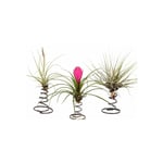 Plant In A Box - Tillandsia sur une spirale décorative - Set de 3 - Hauteur 5-15cm