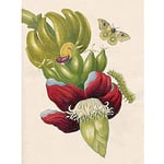 Artery8 Merian Metamorphosis Insects Flower Leaves Painting Art Print Canvas Premium Wall Decor Poster Mural