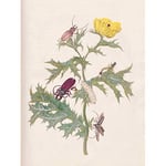 Artery8 Merian Metamorphosis Beetle Insect Plant Flower Premium Wall Art Canvas Print 18X24 Inch