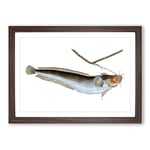 Big Box Art Cod Fish on The Line by Edward Donovan Framed Wall Art Picture Print Ready to Hang, Walnut A2 (62 x 45 cm)