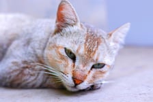 Lazy and sleepy cat lying on a bed