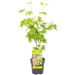 Acer palmatum 'Going Green' - Érable du Japon - Arbuste - Rustique – ⌀10.5 cm - ↕25-30 cm