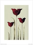 The Art Group Nicola Evans (Tulips III) -Art Print 30 x 40cm, Paper, Multicoloured, 30 x 40 x 1.3 cm