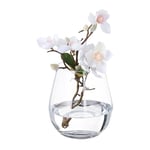 Relaxdays Clear Glass Vase for Flowers Table Vase Tall Tulip Vase Height 16cm Depth 14cm Clear