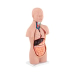 physa Torso - Anatomisk modell Unisex 12 delar 48 cm höjd