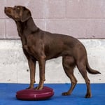 FitPAWS Balansplatta för hund 36 cm lila