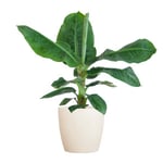 Plante BloomPost Musa Cavendish, 70-80 cm, pot en fibre blanche, plante d'intérieur, plantes de bureau faciles à cultiver, pot inclus