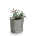 Botle Pot De Fleur Rond Gris Clair Plastique Beton Effect Cache Pot 12,8 Cm Decoratif Bac A Plantes Avec Soucoupe Fleurs