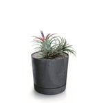 Botle Pot De Fleur Rond Anthracite Plastique Beton Effect Cache Pot 10,9 Cm Decoratif Bac A Plantes Avec Soucoupe Fleurs