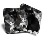 2 x Coasters (BW) - Cute Kittens Black Tabby Ginger Cat  #43908