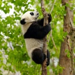 Greeting Sound Card By Really Wild Cards - Giant Panda