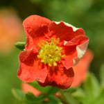 Omnia Garden Prydadsbuske Ölandstok Röd Potentilla fru Marian Red Robin, 3-pack GTG21550-3