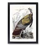 Big Box Art Wild Turkey by John James Audubon Framed Wall Art Picture Print Ready to Hang, Black A2 (62 x 45 cm)