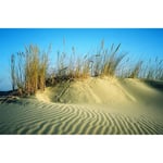 Papier Peint Photo INTISSÉ-(205005)-DUNES DE SABLE-300x223cm-6 lés-Mural Poster Géant XXL-Fleur Beach Mer Océan Nature Jungle Forêt