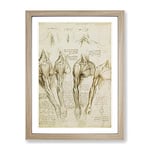 Human Anatomy Vol.8 By Leonardo Da Vinci Classic Painting Framed Wall Art Print, Ready to Hang Picture for Living Room Bedroom Home Office Décor, Oak A2 (64 x 46 cm)