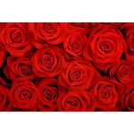 Papier Peint Photo INTISSÉ-(204027)-COUVERTURE ROSES ROUGES-300x223cm-6 lés-Mural Poster Géant XXL-Fleur Red Mer Océan Nature