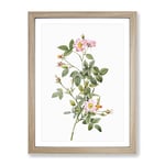 Four Seasons Rose In Pink By Pierre Joseph Redoute Vintage Framed Wall Art Print, Ready to Hang Picture for Living Room Bedroom Home Office Décor, Oak A3 (34 x 46 cm)