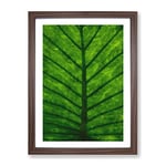 Green Leaf Lines Painting Modern Framed Wall Art Print, Ready to Hang Picture for Living Room Bedroom Home Office Décor, Walnut A2 (64 x 46 cm)