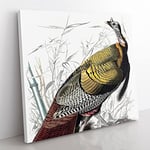 Wild Turkey by John James Audubon Vintage Canvas Wall Art Print Ready to Hang, Framed Picture for Living Room Bedroom Home Office Décor, 35x35 cm (14x14 Inch)