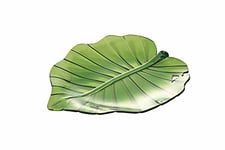 Villa d’Este Home Tivoli 5908026 La Cucina Assiette Feuille L. 28 cm en plastique