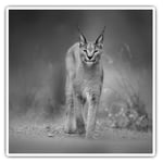 2 x Square Stickers 10 cm - Caracal African Lynx Cat  #38978