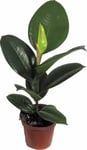 Fönsterfikus lat. Ficus elastica 'Robusta'