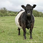 Greeting Sound Card By Really Wild Cards - Belted Galloway Cow