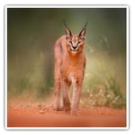 2 x Square Stickers 7.5 cm - Caracal African Lynx Cat Cool Gift #3170