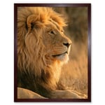 African Lion Sitting in the Sun Jungle King Animal Portrait Photograph Art Print Framed Poster Wall Decor 12x16 inch