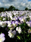 Bukettviol 'Ullas Favorit', 6-p