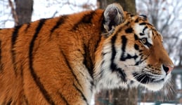 Amur Siberian tiger is a Panthera tigris tigris population in the Far East particularly the Russian Far East and Northeast China