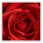 2 x Square Stickers 7.5 cm - Red Rose Macro Shot Water Droplets Cool Gift #16707