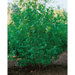 Häck Slånaronia Elata 60-100 cm barrot (D-GOLIAT) Omnia Garden