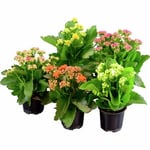 Calandiva lat. Kalanchoe Blossfeldiana x10