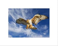 Wee Blue Coo Eagle Hunting Attack Art Wall Art Print