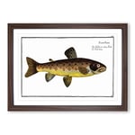 Big Box Art The Brown Trout Fish by M.E. Bloch Framed Wall Art Picture Print Ready to Hang, Walnut A2 (62 x 45 cm)