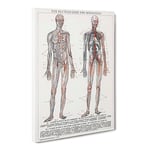 The Human Anatomy In German Vintage Canvas Wall Art Print Ready to Hang, Framed Picture for Living Room Bedroom Home Office Décor, 30x20 Inch (76x50 cm)