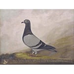 Wee Blue Coo Painting Animal Pigeon Dove Bird Wall Art Print Mur Décor 30 x 41 cm