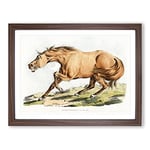 Light Brown Horse By Henry Alken Vintage Framed Wall Art Print, Ready to Hang Picture for Living Room Bedroom Home Office Décor, Walnut A2 (64 x 46 cm)