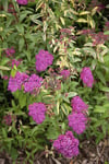 Rosenspirea 'Anthony Watarer' 15-30 cm 100-p