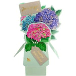 Second Nature 3D Pop Up Clever Cubes Birthday Card - Hydrangeas CU009