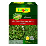 Flower - Dichondra repens Fleur 250g de graines